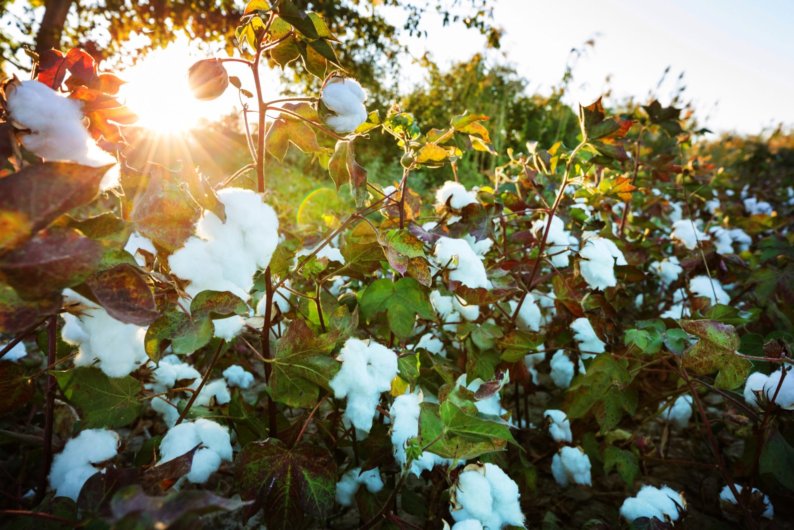 Natural Cotton Resources
