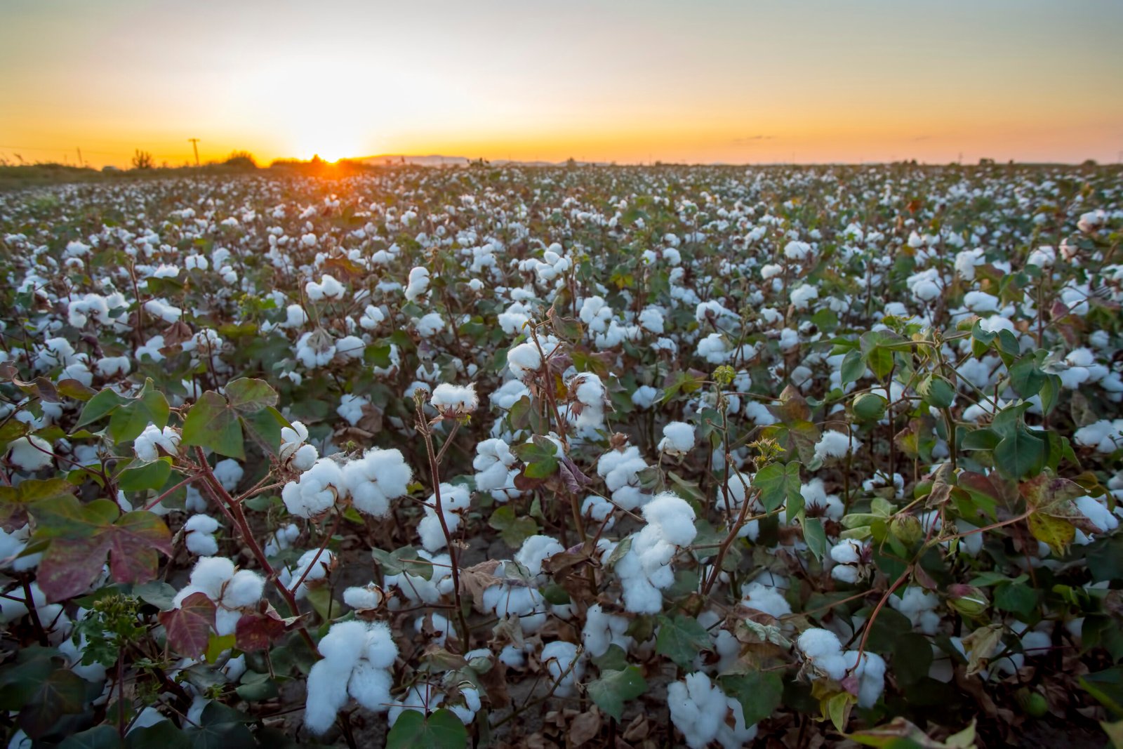 Sustainable Cotton Source