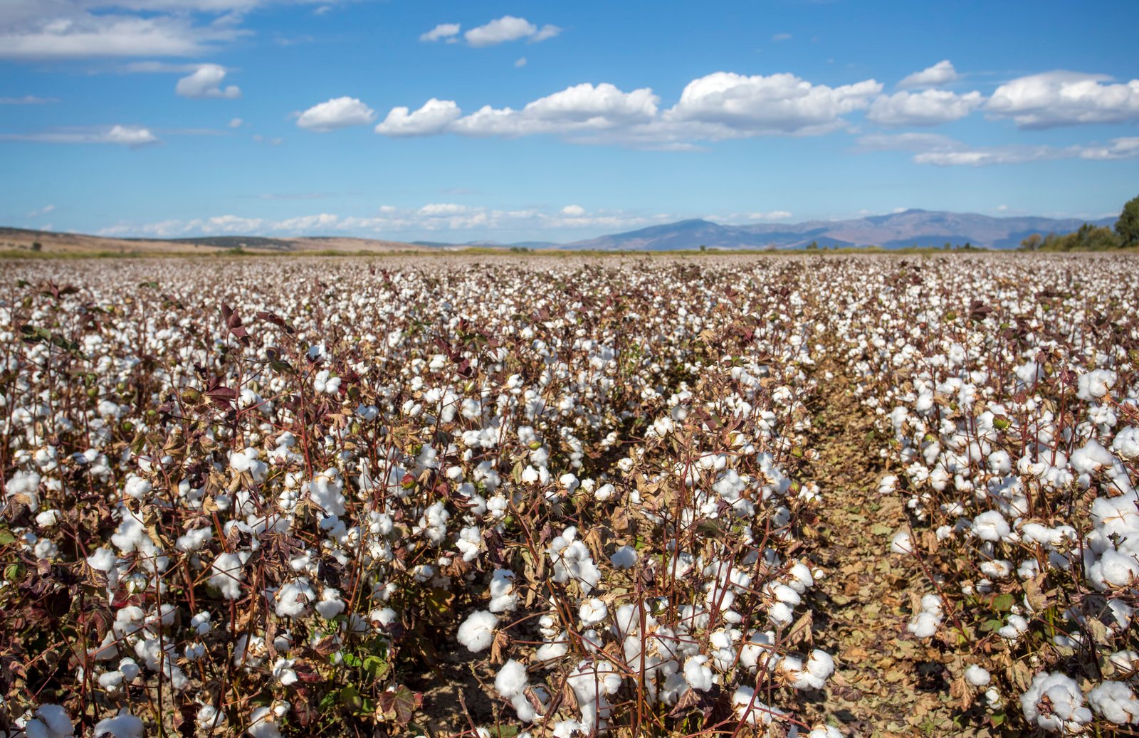 LANDU Testing Equipment