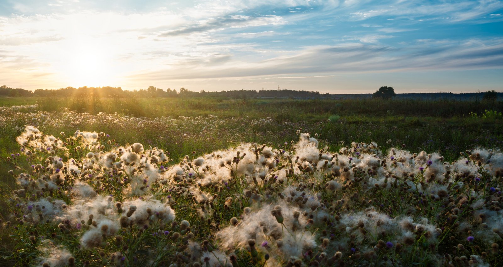 Sustainable Cotton Fields